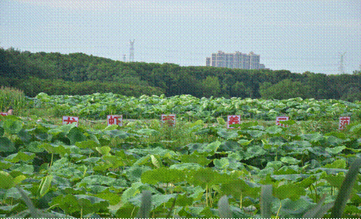 Bodogbodog集团官网-07-05 22:55:24.607000